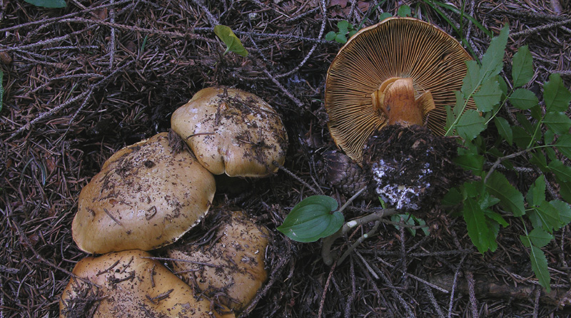 Cortinarius da determinare n�2.